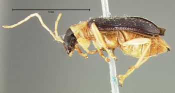 Media type: image; Entomology 18301   Aspect: habitus lateral view